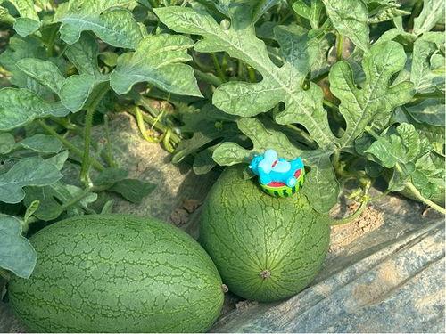 上海崩瓜几月份可以吃,夏季消暑佳品，七月盛夏尽享脆甜