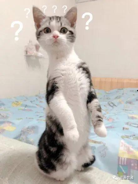 吃瓜猫咪猫,揭秘猫咪的“八卦”生活