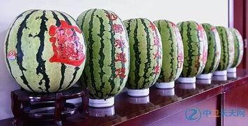 沙瓜能一起吃吗,沙瓜与哪些食物相克？揭秘沙瓜饮食搭配禁忌