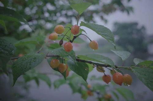 小樱桃吃瓜挑战,趣味横生解锁夏日清凉新玩法