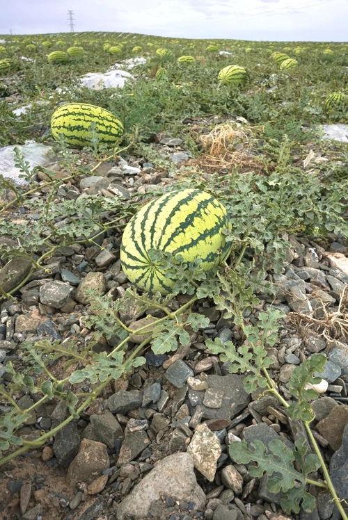 野外吃野瓜,品尝大自然的甜蜜馈赠——野瓜之旅