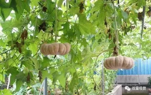 落地镜吃瓜,揭秘娱乐圈幕后故事