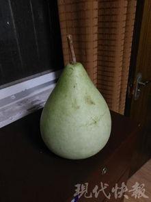 急诊在线吃瓜,揭秘医疗现场的热辣“吃瓜”故事