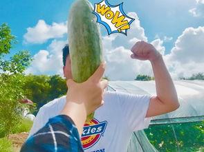 吃瓜不说送瓜人,揭秘网络舆论背后的真相与反思