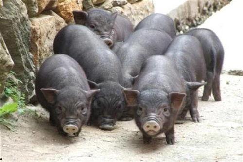 吃瓜香猪视频,揭秘网红猪的美食之旅