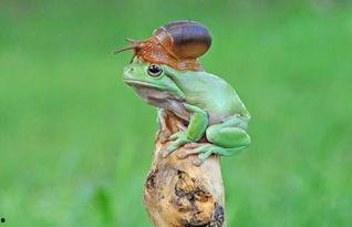 江西旅游广播吃瓜蛙,吃瓜蛙带你探索赣鄱美食之旅