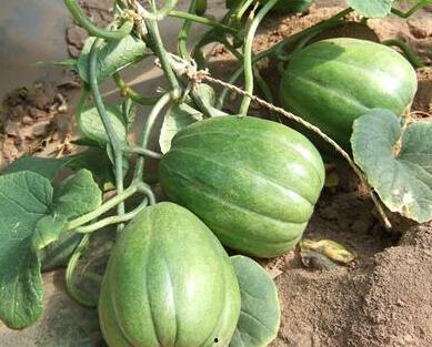 13部吃瓜,娱乐圈幕后真相大曝光