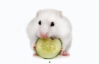 小苍鼠吃瓜,一场味蕾与自然的邂逅