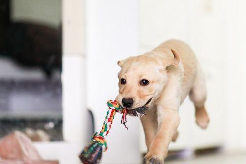 老外狗吃瓜的视频,萌态十足引网友热议