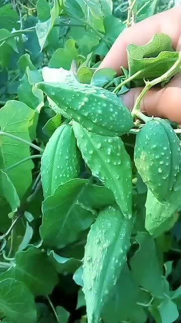 酸瓜瓢怎么吃,解锁传统美食新体验