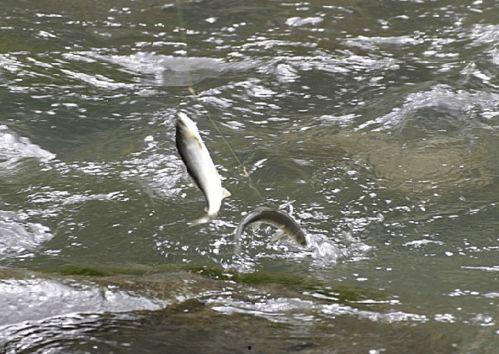 带你吃瓜解说鱼类,揭秘鱼类的多样世界