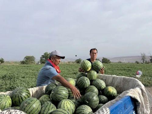 天鹅洞吃瓜,一场别开生面的吃瓜之旅
