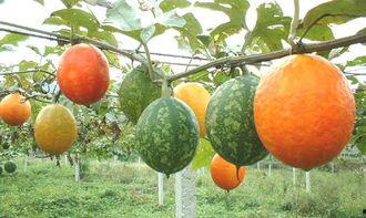 湘西吊瓜怎么吃