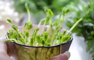 夏吃叶子冬吃瓜,夏品绿叶，冬尝瓜果