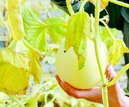 梦见摘瓜吃瓜 周公解梦