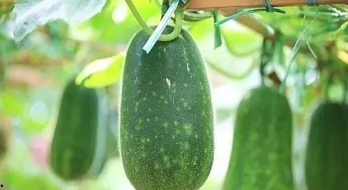 眼睛斜的人吃瓜,揭秘眼神中的趣味与智慧