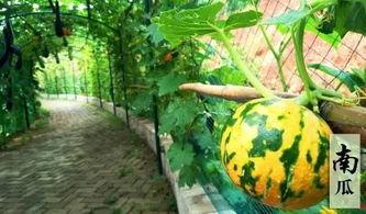 吃瓜画饼摸鱼,揭秘现代职场三大“休闲”现象