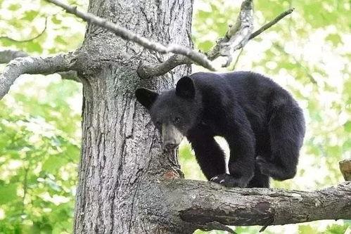 小黑熊吃瓜,小黑熊的夏日瓜果盛宴