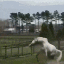 吃瓜动态啥意思,网络热议背后的真相与趣味