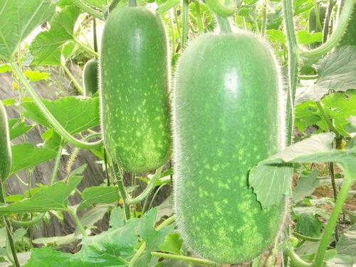 巩义吃瓜大赛,一场全民参与的夏日狂欢盛宴