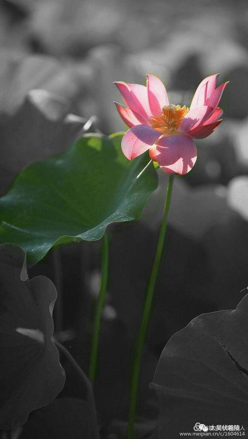 香荷吃瓜,揭秘娱乐圈的甜蜜瓜田