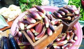 洋瓜胚芽吃吗,洋瓜胚芽的营养价值与食用指南