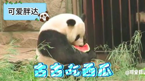 熊猫吃瓜素材
