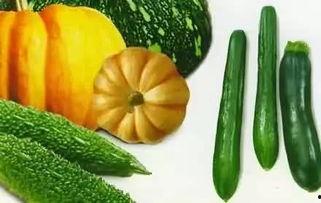 腊梅吃瓜,揭秘冬日里的甜蜜诱惑