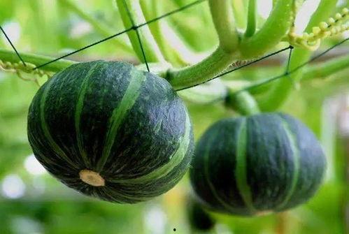 小月牙吃瓜图片,夏日清凉一“瓜”