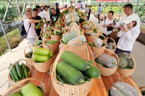 绿色吃瓜群众壁纸,捕捉夏日清凉瞬间