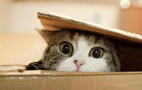 带你吃瓜猫咪盲盒,趣味与惊喜并存的新潮流