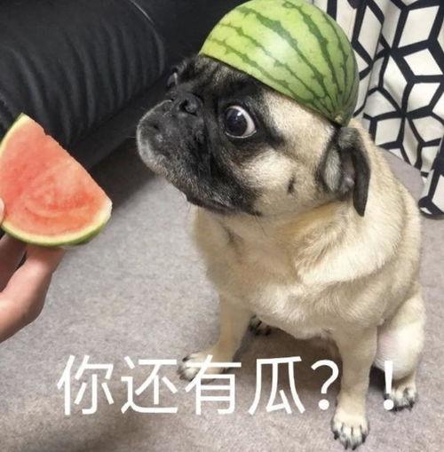 吃希瓜表情包