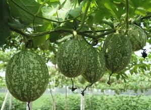 吃别人瓜图片,共享他人瓜果的温馨瞬间